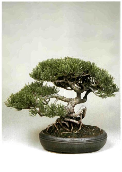 Bonsai