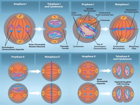 11.2: The Process of Meiosis - Biology LibreTexts