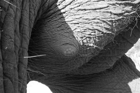 Morula – Page 2 – ABOUT ELEPHANTS