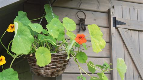 Kesäiset krassit - Viherpeukalot Blogi