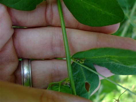 Desmodium glabellum (Dillenius' Tick Trefoil)