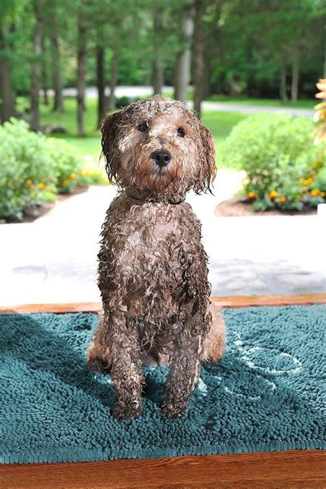 Dirty Dog Doormat - Hoss & Duke's Pet Food