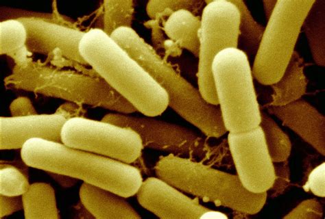 Lactobacillus Reuteri
