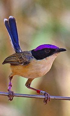 Картинки | Beautiful birds, Exotic birds, Wild birds