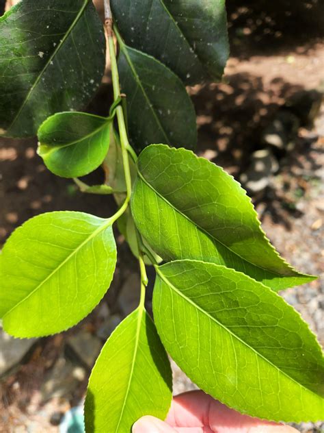 Camellia fungus? It just bloomed and has a lot of new growth. Is this a