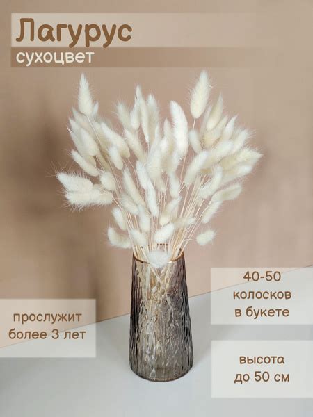 Сухоцветы Лагурус, 50 см, 100 гр, 50 шт купить по выгодной цене в ...
