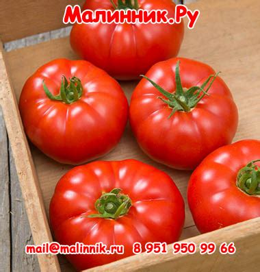 Томат «Медовый вкус» — описание, фото и характеристики сорта
