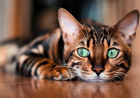 Bengal Cat - A Mini Leopard in Your Home
