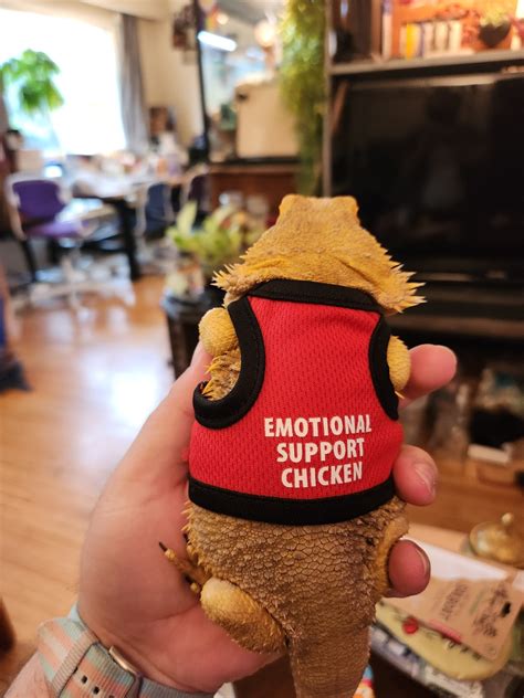 @a-big-chicken-nerd on Tumblr