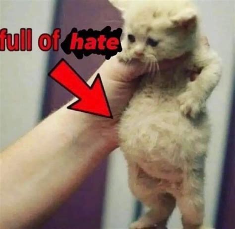 Full of Hate | Full of Soup Cat | Know Your Meme