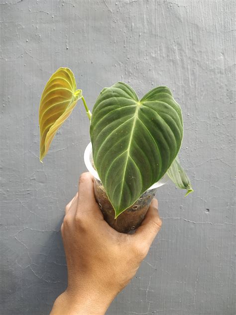 Philodendron Splendid – Giant Tropical Nursery