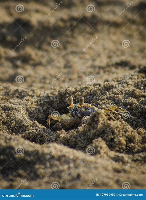 is it normal crab hiding for beginners 1