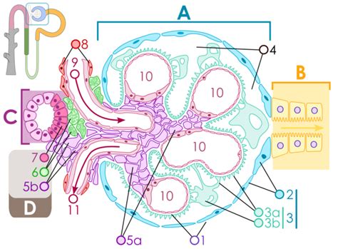 24.3C: Regulation of Glomerular Filtration Rate - Medicine LibreTexts