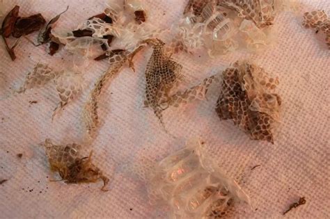 Ball Python Shedding: Everything You Should Know