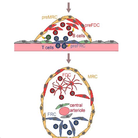 (PDF) How Follicular Dendritic Cells Shape the B-Cell Antigenome