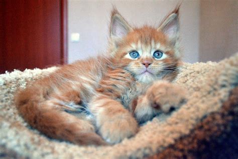 Котёнок-очаровашка | Пикабу