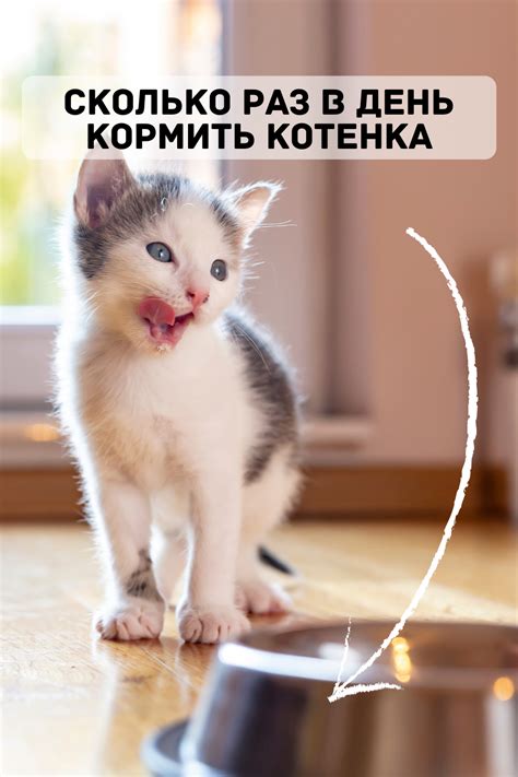 Сколько раз в день кормить котенка | Cats, Animals