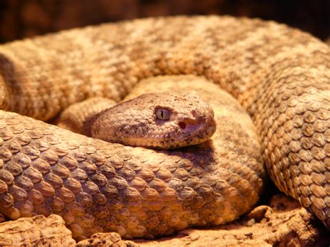 images view food close  scary toxic vertebrate creepy