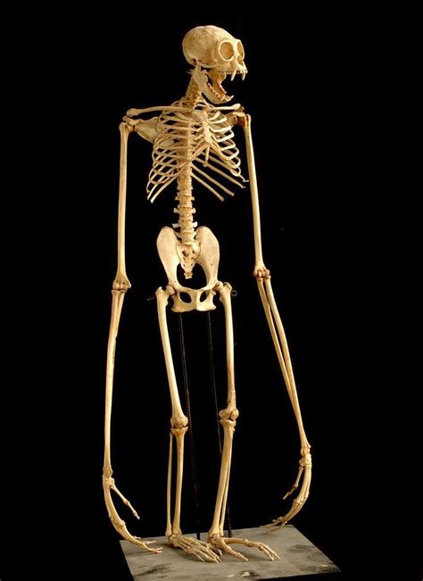 Pin on Animal References | Animal skeletons, Animal skulls, Animal bones