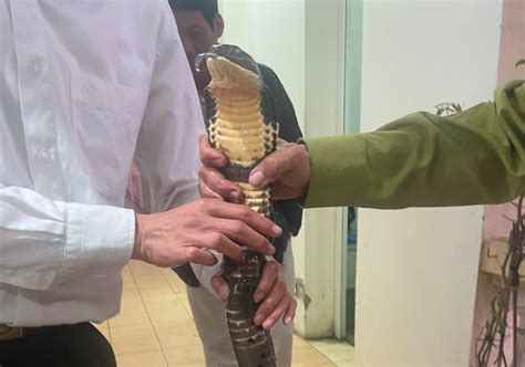 Khởi tố người bán rắn hổ mang chúa ngâm rượu