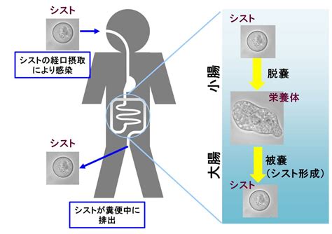 見市助教の、赤痢アメーバのシスト形成についてまとめた総説がPLoS Pathogensにアクセプトされました。 | 佐賀大学医学部免疫学の ...