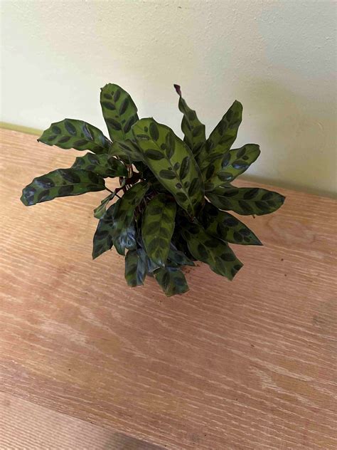 Rattlesnake Calathea | Brick's Garden Exchange