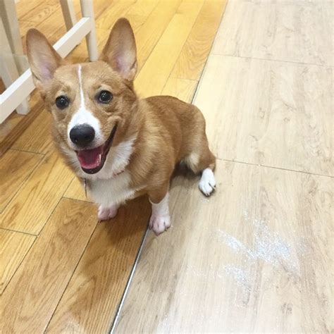 These 30 Steps Will Teach You How To Be As Confident As A Corgi