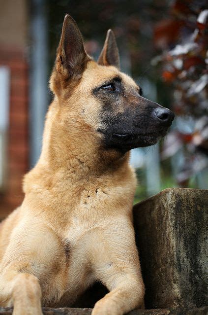 Belgian Malinois German Shepherd Puppies | German Shepherd Puppies