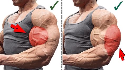 bicep tricep  exercise youtube