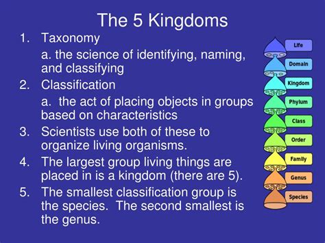 PPT - Five Kingdoms of Living Things PowerPoint Presentation, free ...