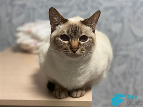 🐱Стронгхолд для кошки: инструкция по применению. Как работает ...