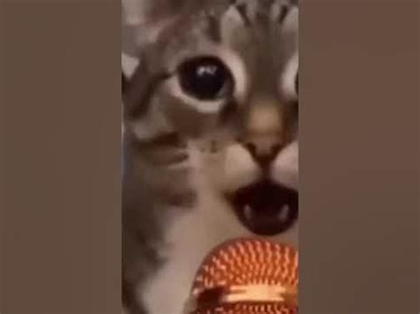 кот поёт #мем #мемкот - YouTube