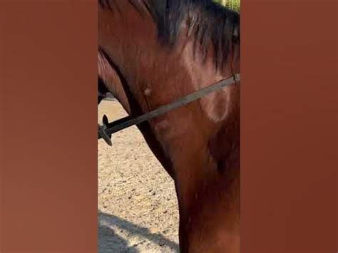 Вольфар😭💗🫶🏼 #equestrian - YouTube