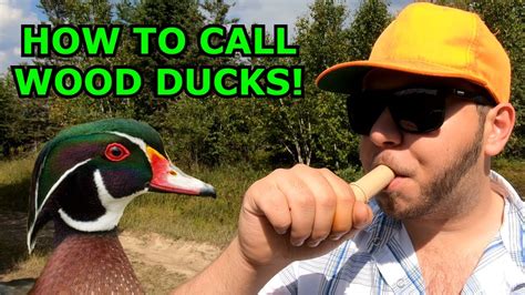 HOW TO Call Wood Ducks! (Duck Hunting Tips!) - YouTube