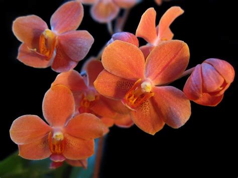 Vandaenopsis Irene Dobkin ` Elmhurst ` | Orchideenforum