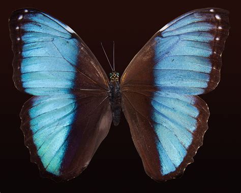 243 Beautiful Butterfly Pictures · Pexels · Free Stock Photos