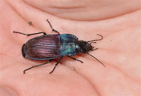rare purple bugs   world  pictures