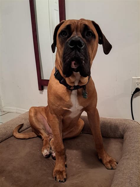 New to Mastiff but not new to large breeds - is this normal? : r/Mastiff