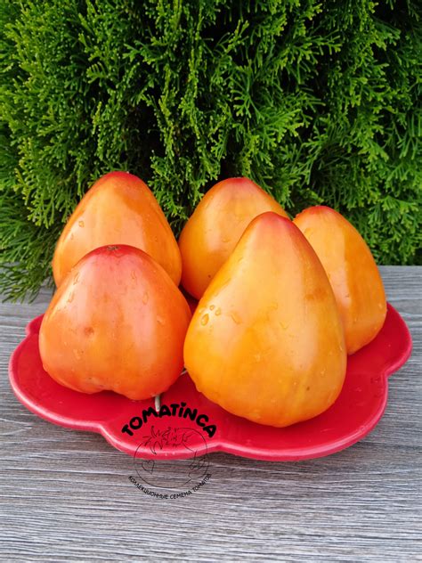 Минусинские – Tomatinсa.ru