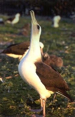 Albatross Pictures - AZ Animals