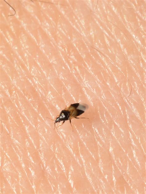 What Are Little Black Flying Bugs That Bite - Infoupdate.org