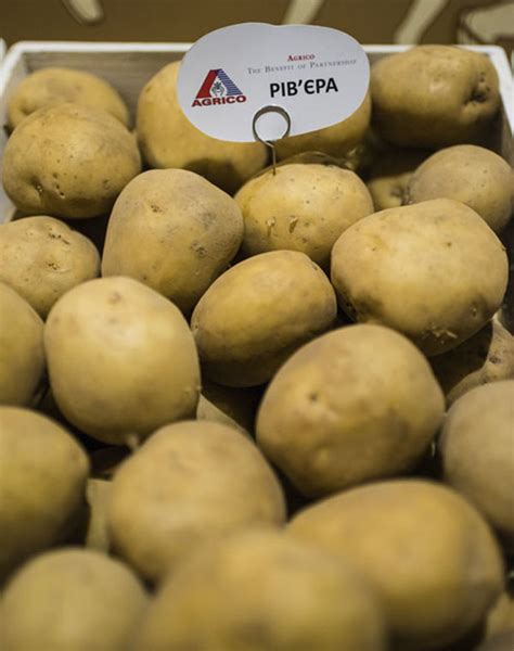 Картошка Ривьера Описание Сорта Фото – Telegraph