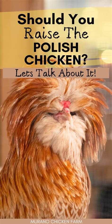 Polish chickens: Should you raise them? - Murano Chicken Farm