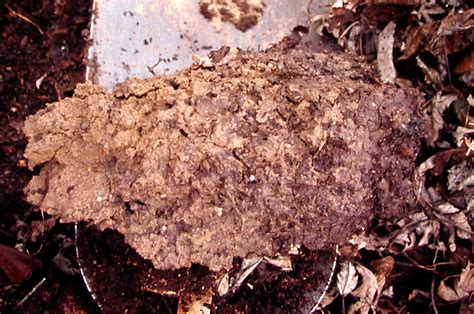 Clay, sand, silt, loam: How different soils affect gardens Clay | The ...