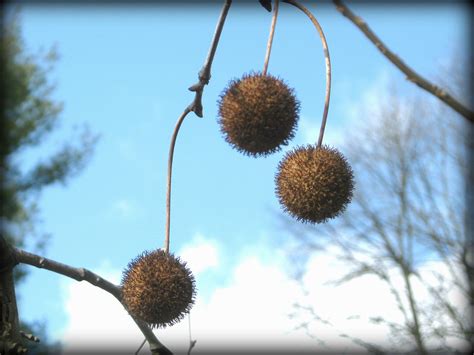 sycamore tree fruit