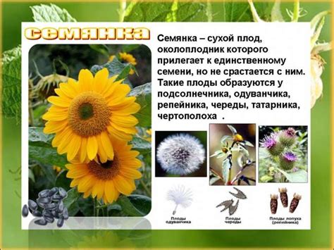 Виды плодов - презентация онлайн