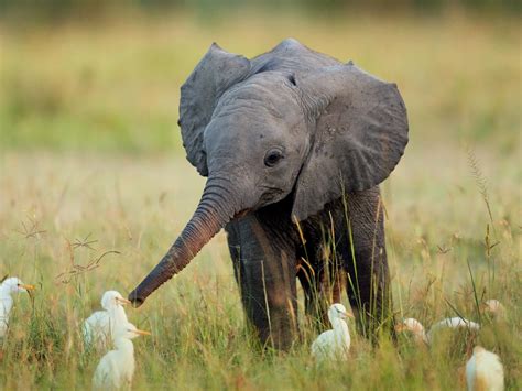 Baby Elephant Wallpapers - Top Free Baby Elephant Backgrounds ...
