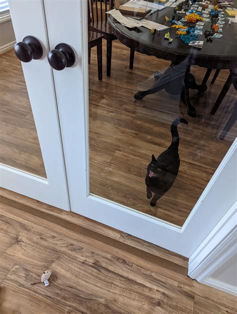 She is so upset that she locked herself in there. : r/Catswhoyell