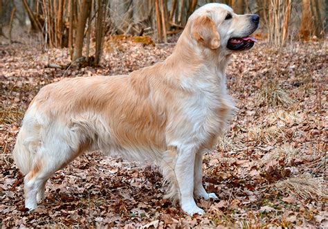 Ретриверы - виды породы с фото, описанием и названиями | PetGuru