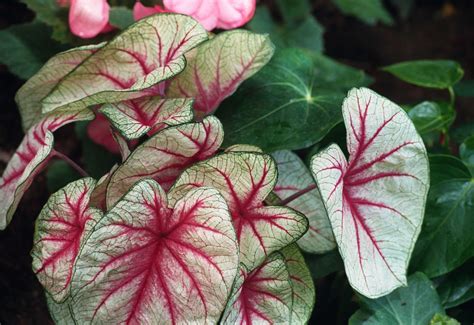 How To Water Elephant Ears & Other Care Requirements – How Does Your